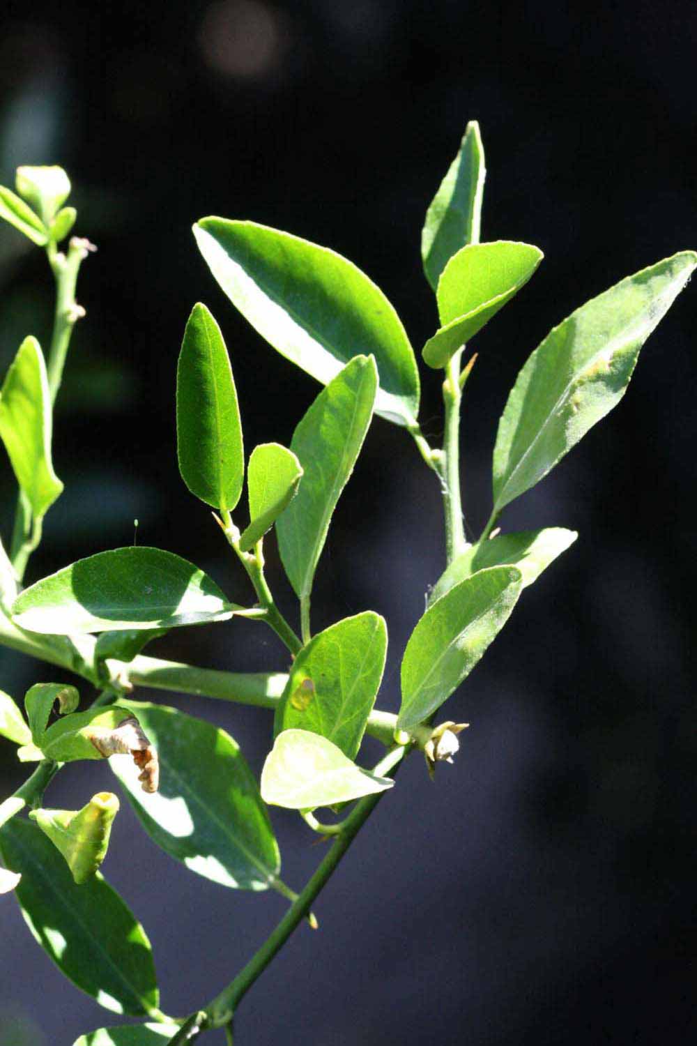              Sun leaves (Riverside, CA)       